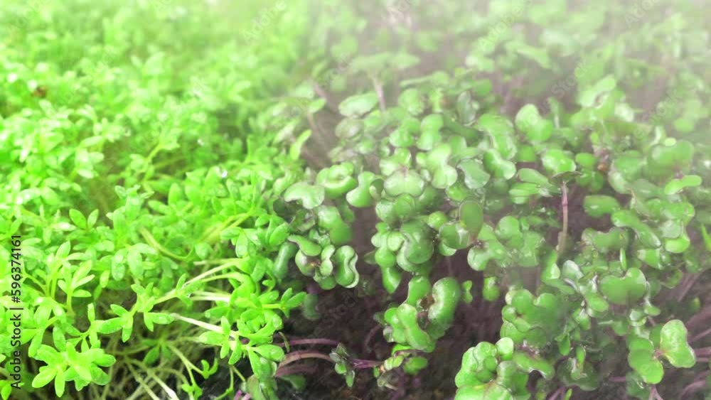 Watering microgreens with small drops of water. Garden cress seedling, cabbage purple, arugula and mustard plant. Slow motion. Watering microgreens with small drops of water. Garden cress seedling, cabbage purple, arugula and mustard plant. Slow motion.