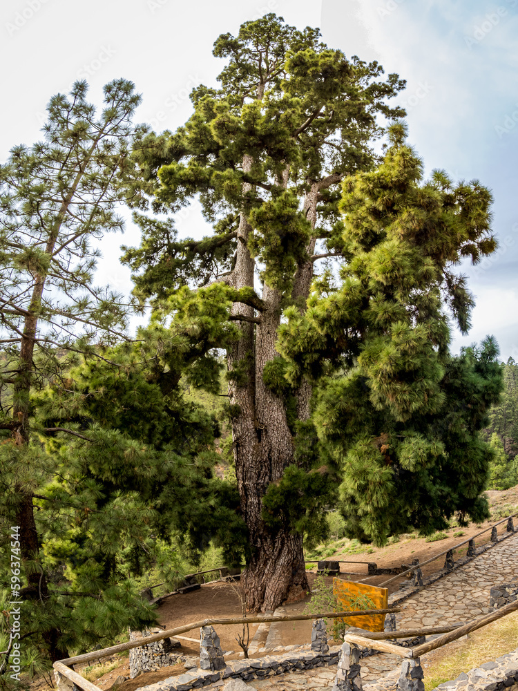 Majestic Pino Gordo, a towering giant of a pine tree (Pinus canariensis) near the village of Vilaflor de Chasna in the Corona Forestal Nature Park of Tenerife, a extraordinary sight for nature lovers.