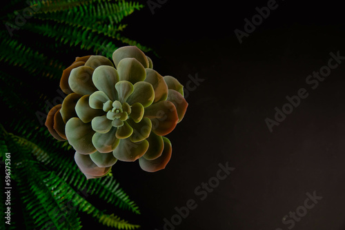 Succulent on a black background with fern photo