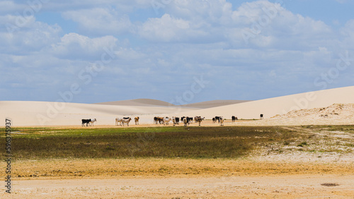 Cows in Jericoacoara National Park - Cear   - Brazil.