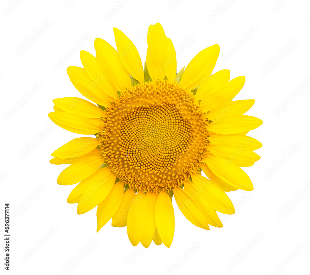 Fototapeta premium sunflower isolated on white background