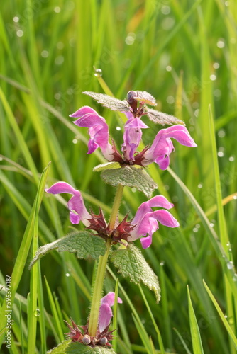 close up of a purple deadnettle, Lamium purpureum, in the early morning photo