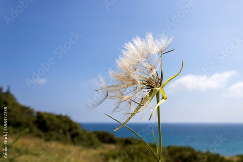 Dandelion on the hill in front of blue sky  sea and land