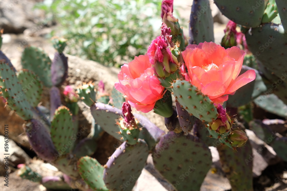 Cactus blooms in summer in Arizona, United States Cactus blooms in summer in Arizona, United States
