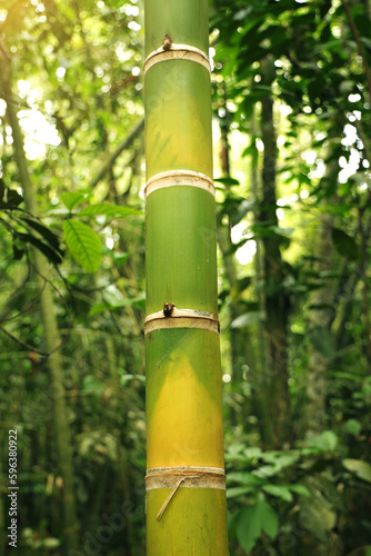 Bamboo. Bamboos Forest. bamboo design over blurred background.