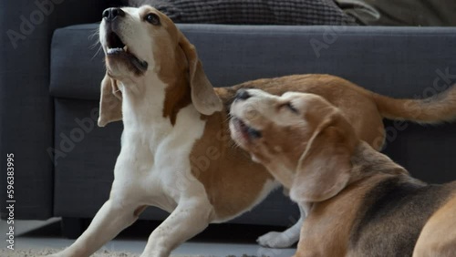 Cropped medium full shot of two hare pied Beagle dogs barking in living room, probably playing, sofa in background, daytime photo