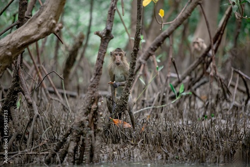 Little monkey in mangrove forest