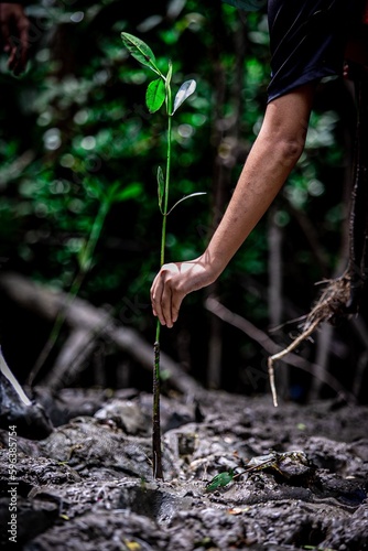 People growing plant in mangrove forest park.  Student activities with school.  A good deed to do for the earth.
