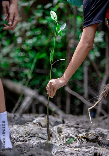 Child's hand carefully planting a mangrove sapling in muddy field. Sustainability, conservation, and ecosystem restoration concept.