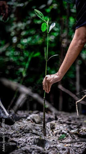 People growing plant in mangrove forest park.  Student activities with school.  A good deed to do for the earth.