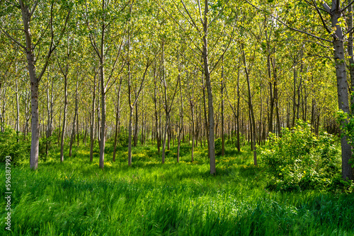 Scenic scenery planted forest at mid of spring, continental climate.