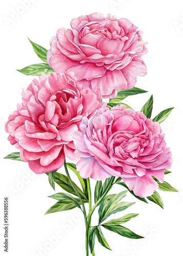 pink peonies flowers on isolated white background, watercolor botanical painting, realistic hand drawn © Hanna