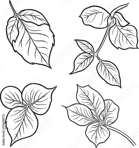 set of leaves  botanical leaf clipart  Botanical element  botanical line drawing  vintage botanical coloring pages  botanical elements  botanical flower illustration  botanical illustration black. 