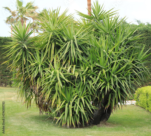 exotic tree on a green background of fir branches