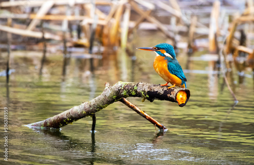 Obraz na płótnie A Common Kingfisher (alcedo atthis) in the Reed, Germany w salonie