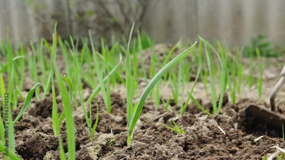 Worker works with hoe in field. Gardener digs ground with weeds for good harvest. Agriculture concept. Woman removing weeds on her garden. Close-up in 4K, UHD Worker works with hoe in field. Gardener digs ground with weeds for good harvest. Agriculture concept. Woman removing weeds on her garden. Close-up in 4K, UHD