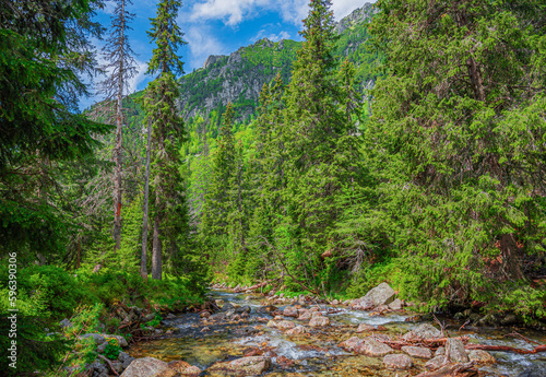 Mountain river in the wild forest. Tatras, Slovakia.