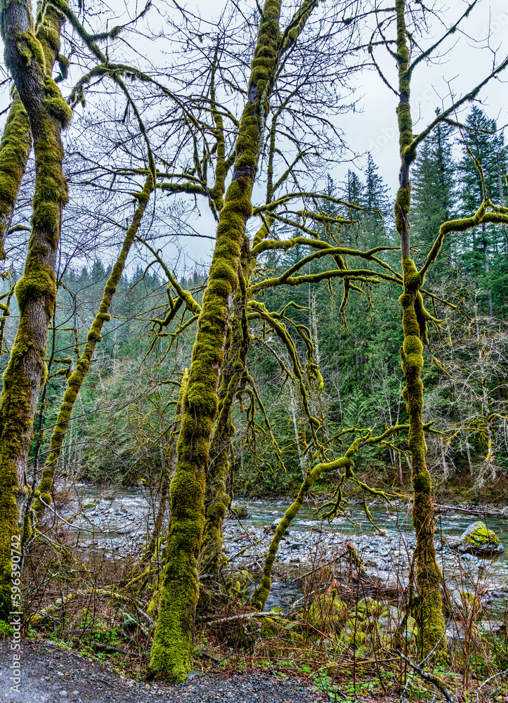 Fototapeta premium Mossy Tree Branches 5