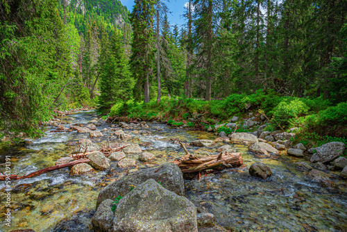 Wallpaper Mural Mountain river in the wild forest. Tatras, Slovakia. Torontodigital.ca