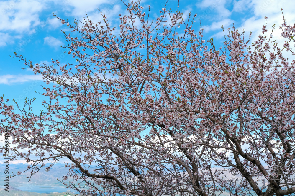 Blooming pink and purple spring almond tree flowers on blue sky background, nature concept. Pink almond tree blooms on blue and cloudy sky. Blooming pink and purple spring almond tree flowers on blue sky background, nature concept. Pink almond tree blooms on blue and cloudy sky.