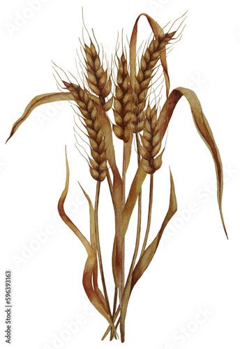 Watercolor sheaf of wheat isolated on white background.