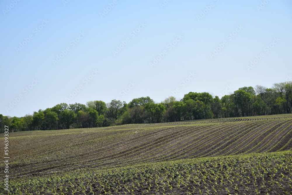 Plants in a Cultivated Farm Field Plants in a Cultivated Farm Field