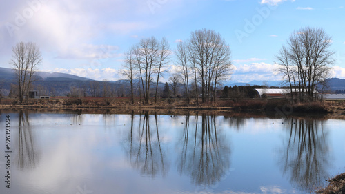 Evening reflections of the leafless trees in calm river