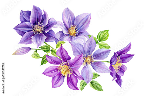 Clematis flowers, bouquet on isolated white background, watercolor botanical painting, realistic hand drawn