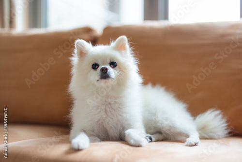 Pomeranian dog sit down on the sofa