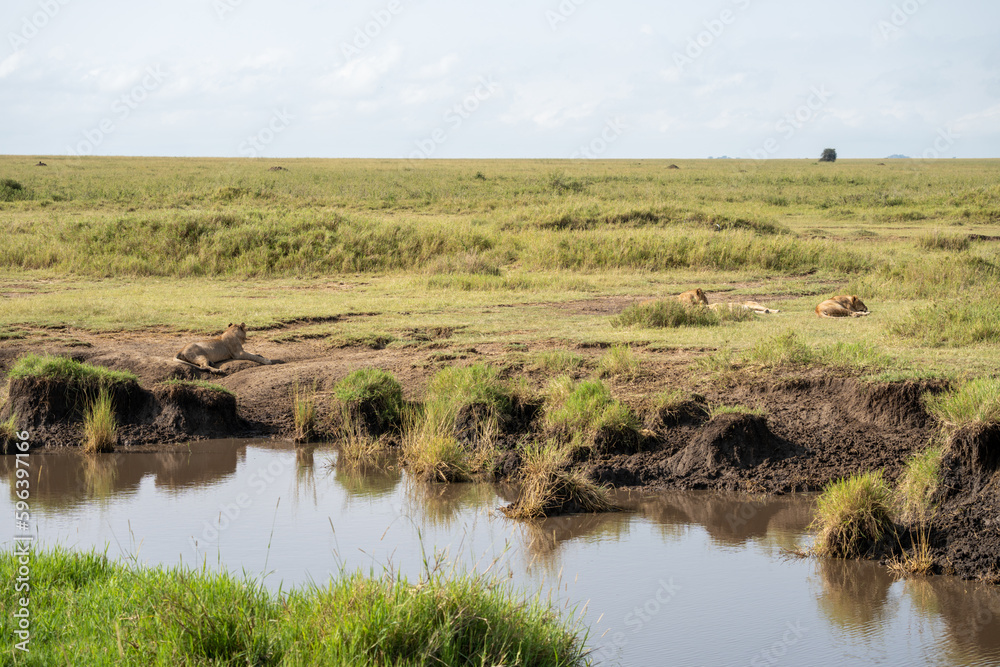 Lion pack rest by a water source in Serengeti National Park Tanzania Lion pack rest by a water source in Serengeti National Park Tanzania