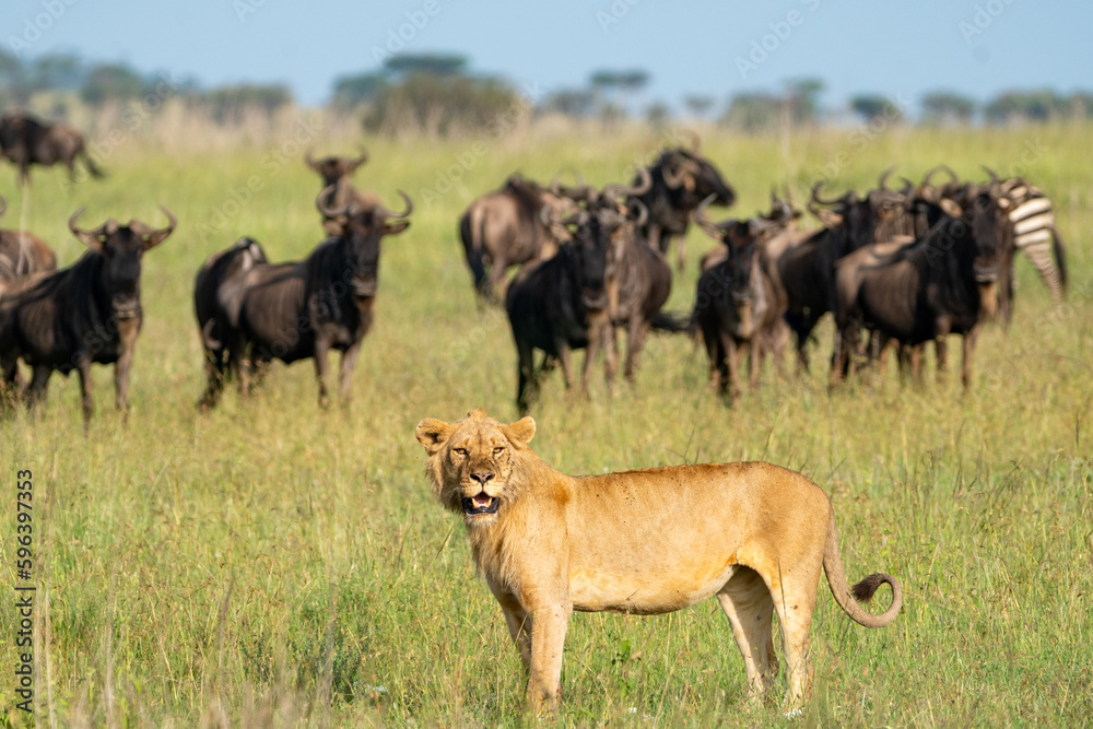 Lion looks for prey, as many wildebeests animals look on behind. Serengeti National Park Tanzania Lion looks for prey, as many wildebeests animals look on behind. Serengeti National Park Tanzania