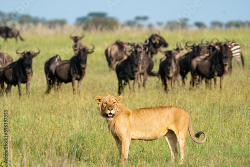 Lion looks for prey  as many wildebeests animals look on behind. Serengeti National Park Tanzania