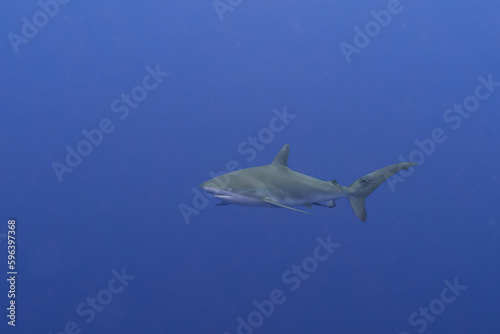 Silky swimmer: Silky shark gliding through blue waters © Maximilian