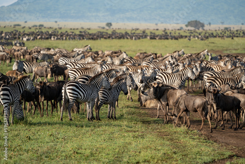 Zebras and wildebeests graze together in harmony in Serengeti National Park Tanzania Africa