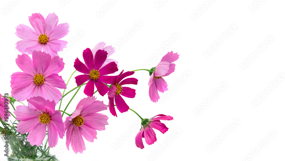 Pink flowers cosmos on a white background with space for text Pink flowers cosmos on a white background with space for text