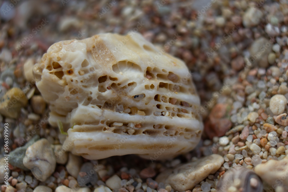 coral parts, stones, shells on the sand. Dead coral on sand. gray and brown color texture and pattern tropical beach. coral parts, stones, shells on the sand. Dead coral on sand. gray and brown color texture and pattern tropical beach.