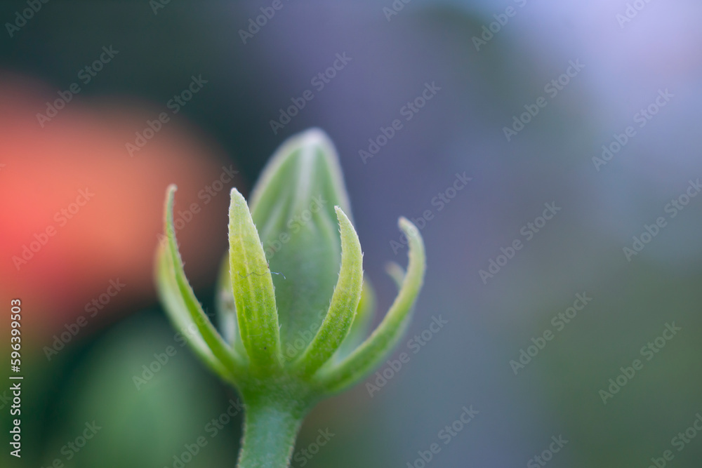 Beautiful yellow flower, yellow trumpet brush,yellow trumpet flower close up shot with selective focus. Trumpetbush (scientific name: Tecoma stans).