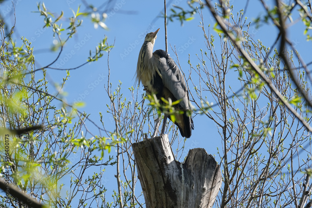 gray heront, Ardea cinerea, massive long-legged wading bird with long neck, curved beak sits high in tree, migration of birds of family Ciconiiformes, nest on coast of lakes, seas, wildlife protection gray heront, Ardea cinerea, massive long-legged wading bird with long neck, curved beak sits high in tree, migration of birds of family Ciconiiformes, nest on coast of lakes, seas, wildlife protection