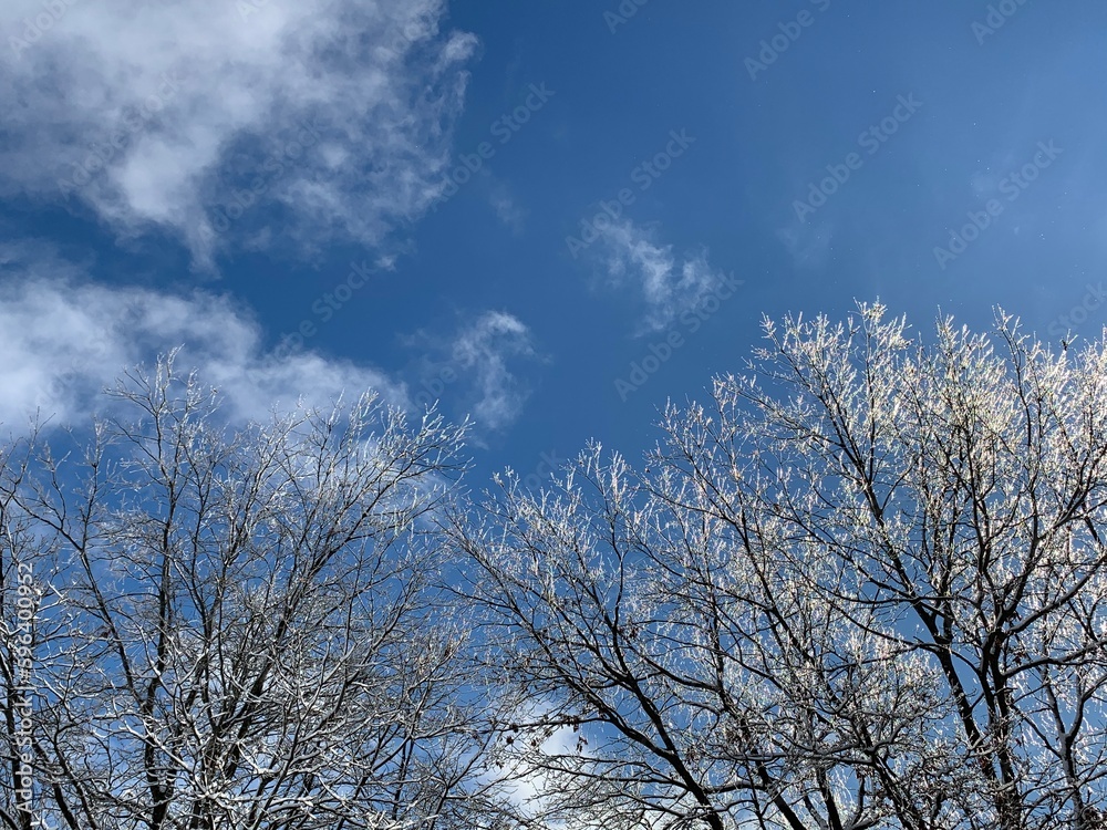 Winter Branches Blue Sky Winter Branches Blue Sky
