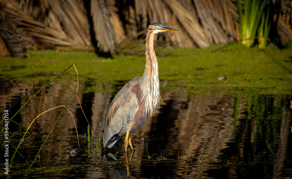 great purple heron Ardea purpurea