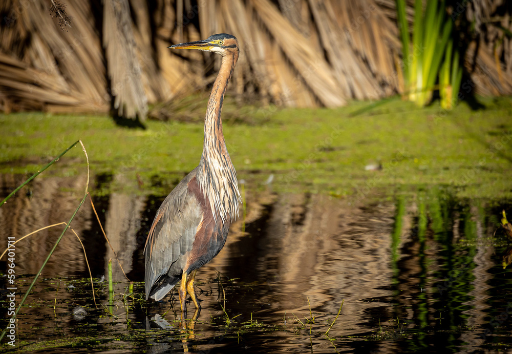 Purple Heron in lake