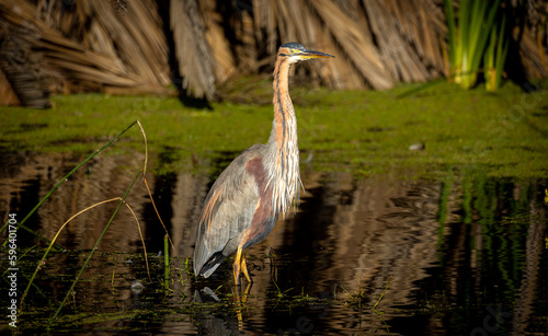 Obraz na płótnie great purple heron Ardea purpurea w salonie