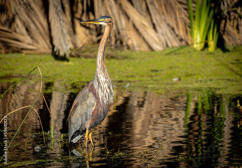 Obraz na płótnie Purple Heron in lake w salonie