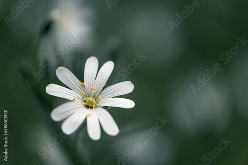 close up of white flower stellaria