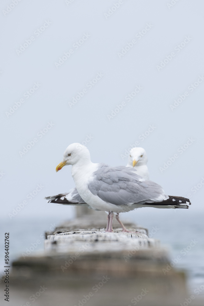 Möwen Möwen