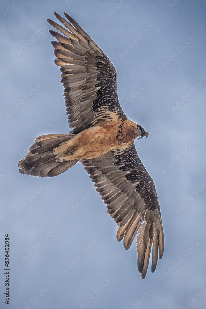 Obraz premium Il Gipeto del Gran Paradiso - Alpi Italiane