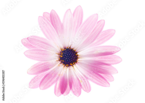 pink daisy isolated on white