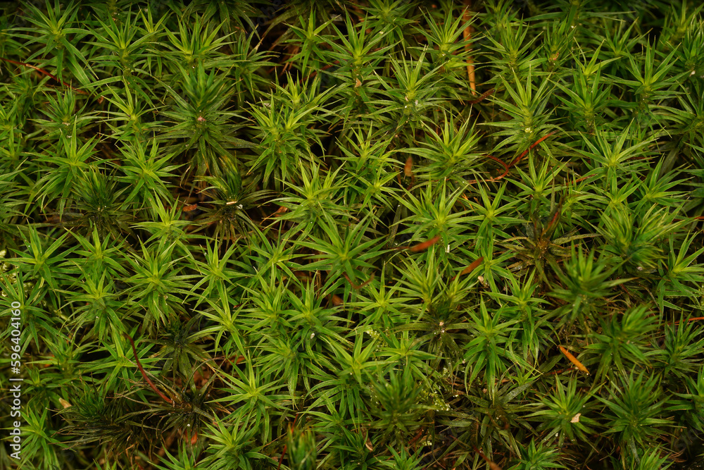 Background with green moss on the forest floor Background with green moss on the forest floor