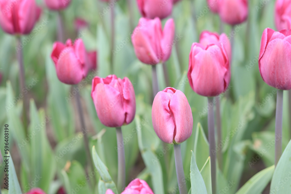 Pink tulips in the park, nature. Flowerbed with tulips or meadow. Natural background with spring bright flowers