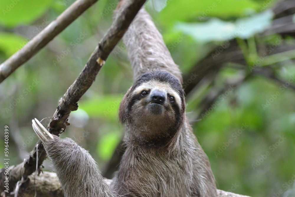 Naklejka premium PARESSEUX